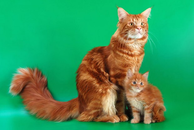 MaineCoon_Red_1