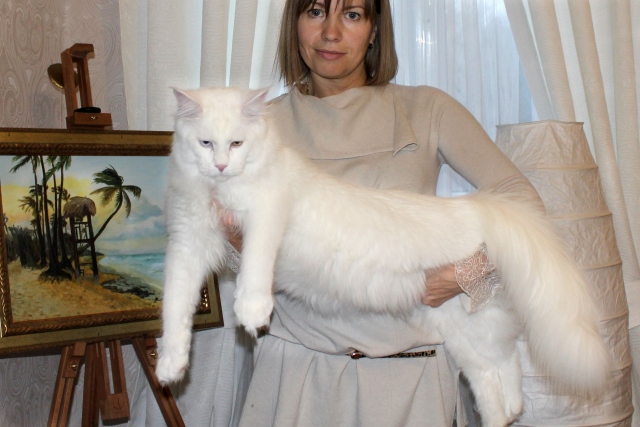 Белый мейкун кошка