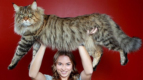 mainecoon_and_people_1