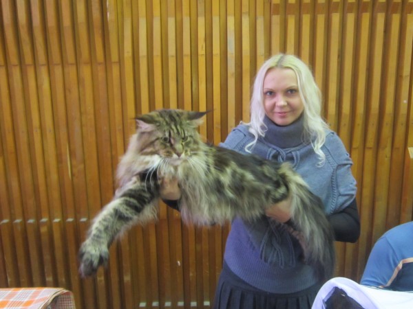 mainecoon_and_people_11