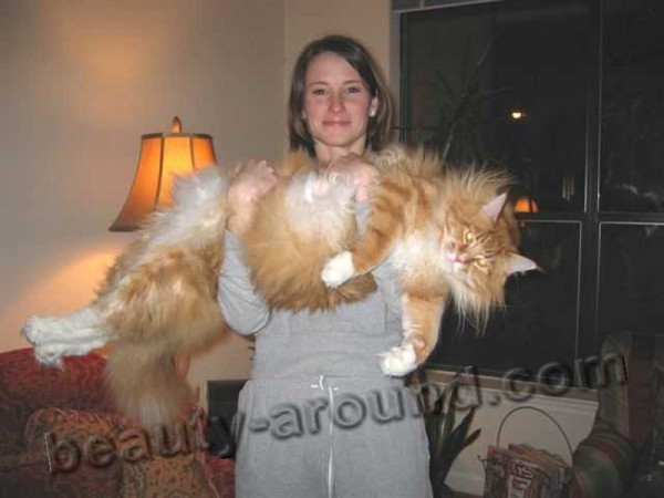 mainecoon_and_people_13