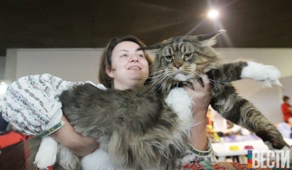 mainecoon_and_people_15