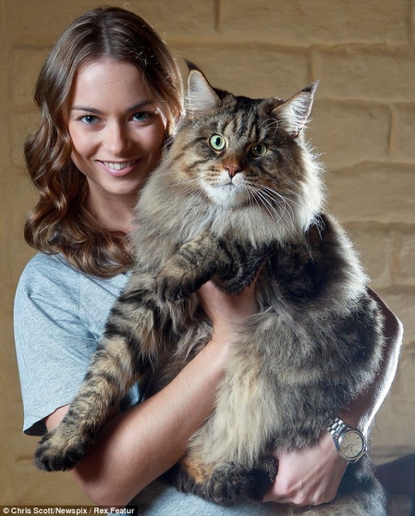 mainecoon_and_people_2