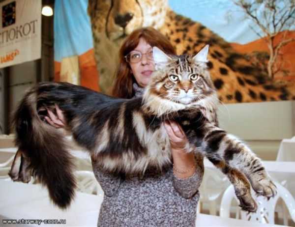 mainecoon_and_people_21