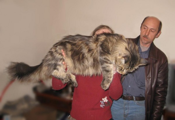 mainecoon_and_people_22
