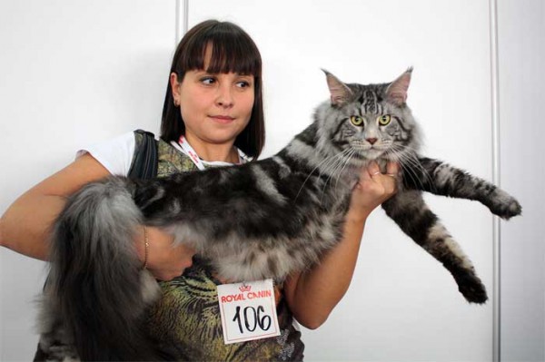 mainecoon_and_people_25