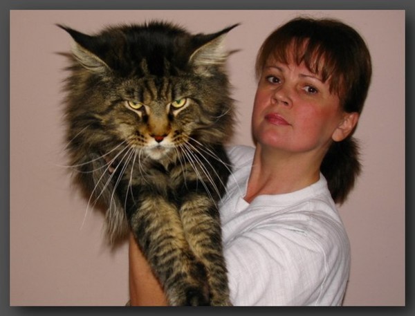 mainecoon_and_people_5