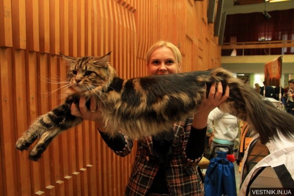mainecoon_and_people_7