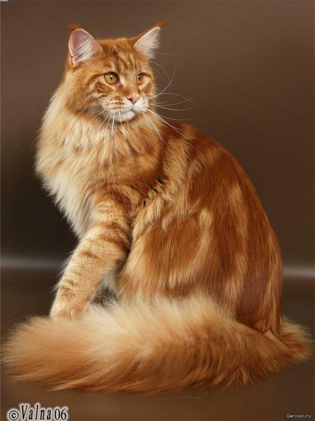 red_mainecoon_01