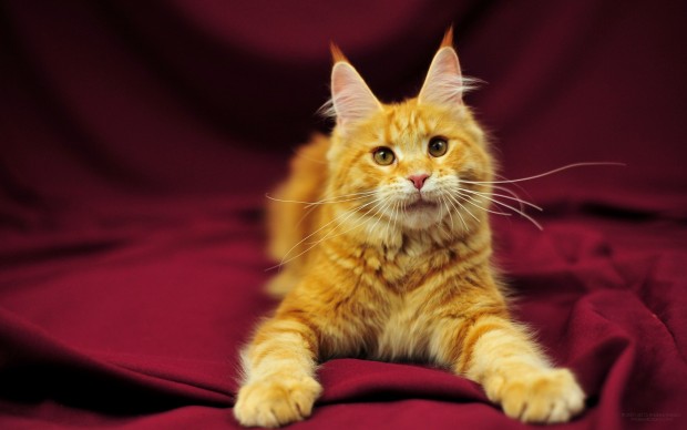 red_mainecoon_02
