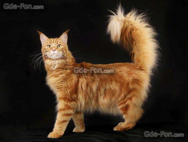 red_mainecoon_03