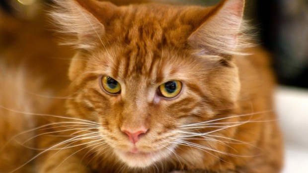 red_mainecoon_04
