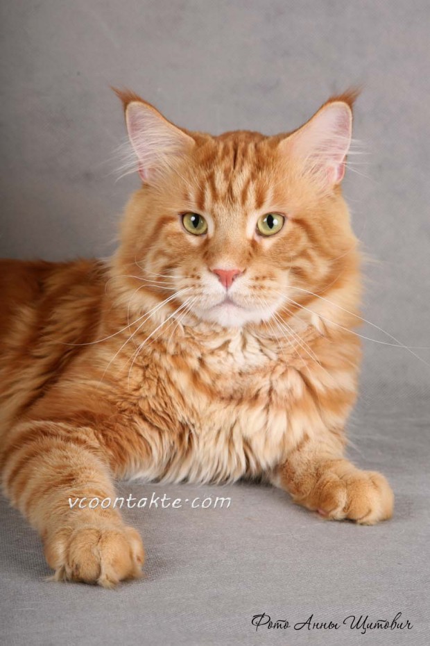 red_mainecoon_06
