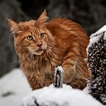 red_mainecoon_07