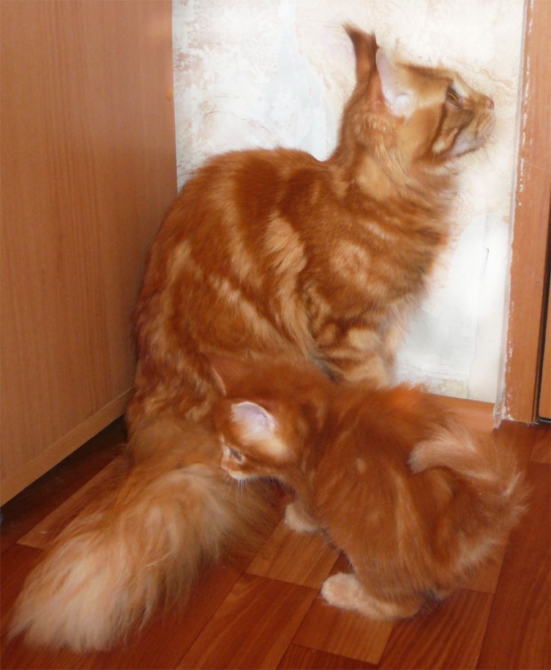 red_mainecoon_08