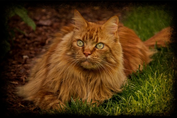 red_mainecoon_09