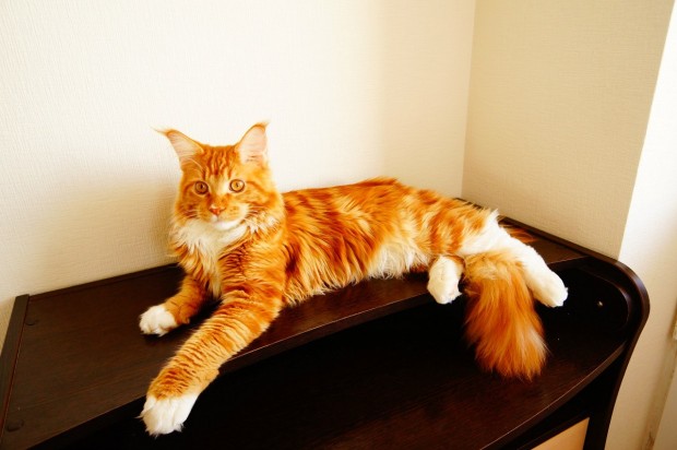 red_mainecoon_10