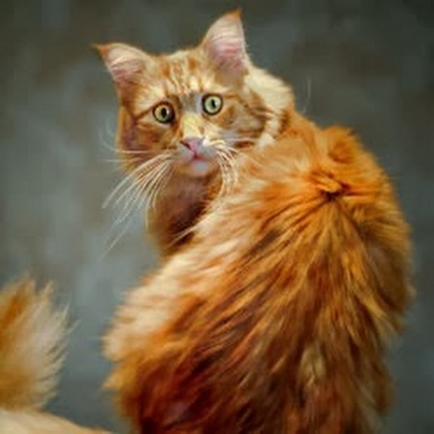 red_mainecoon_11