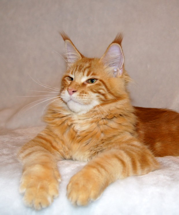 red_mainecoon_12