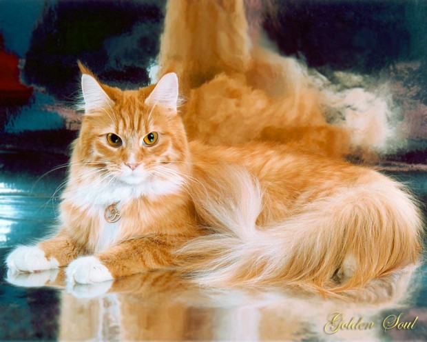 red_mainecoon_14