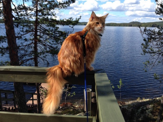 red_mainecoon_15