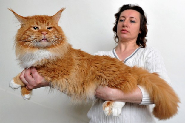 red_mainecoon_17