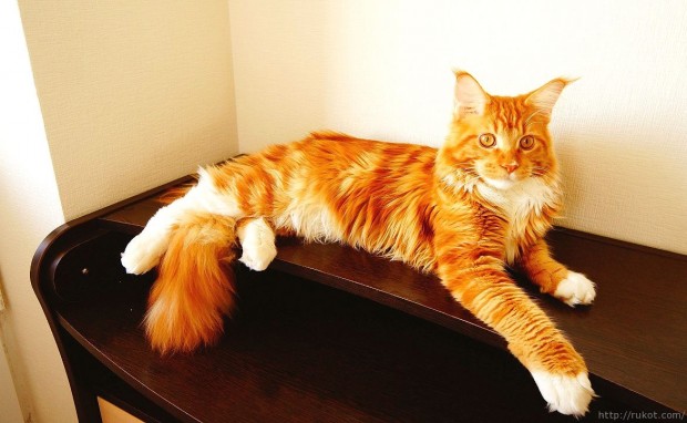 red_mainecoon_18