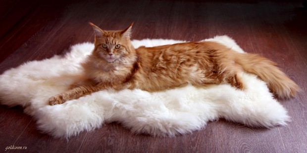 red_mainecoon_20