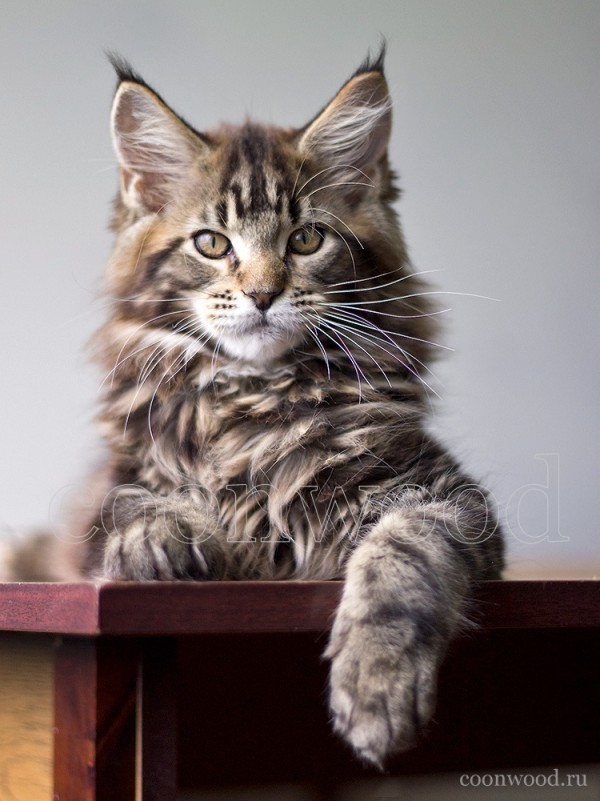 Котята Мейн Куна. Фото по месяцам | Все о породе Мейн Кун
