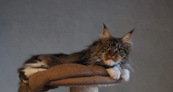 maine_coon_10_1