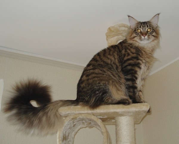 maine_coon_10_7