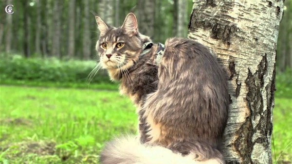 maine_coon_11_6