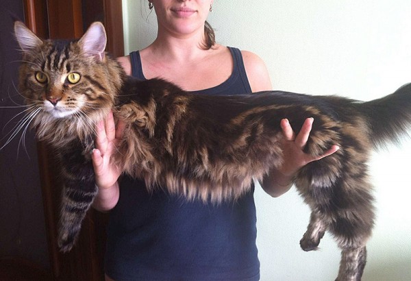 maine_coon_11_7
