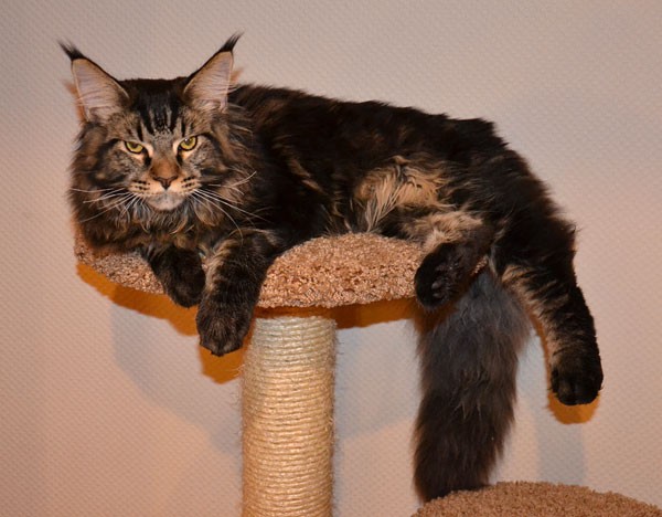 maine_coon_6_3