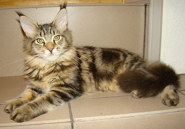 maine_coon_6_6