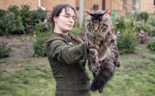 maine_coon_7_1