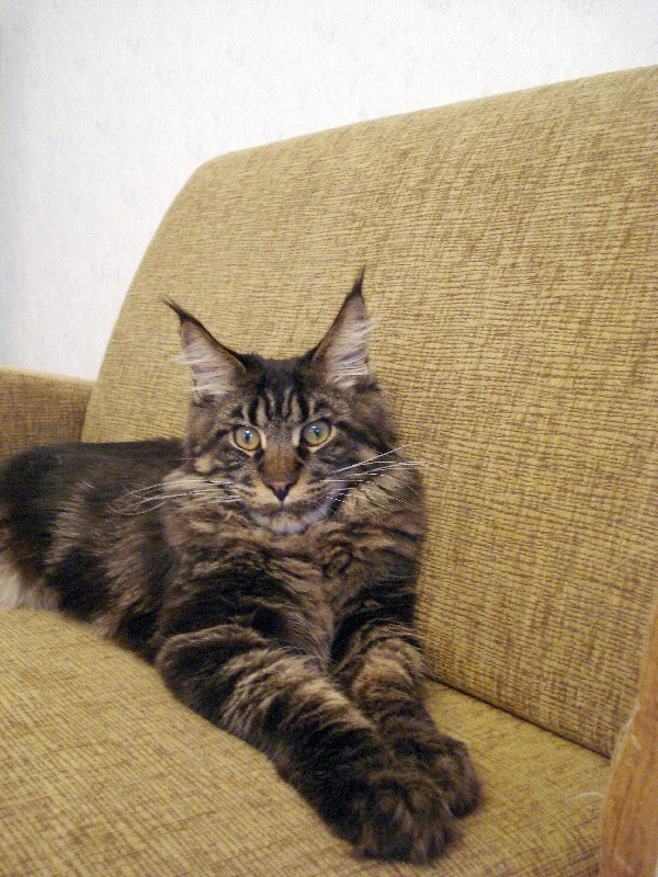 maine_coon_7_2