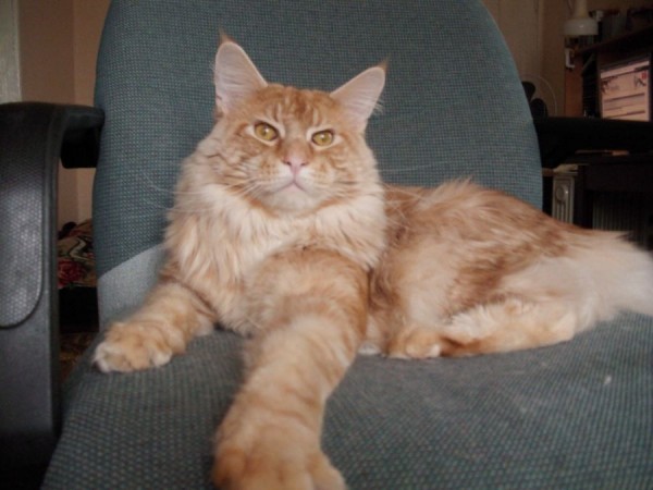 maine_coon_7_3