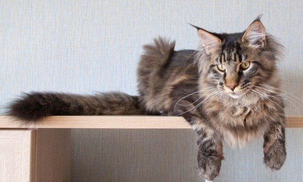 maine_coon_7_4