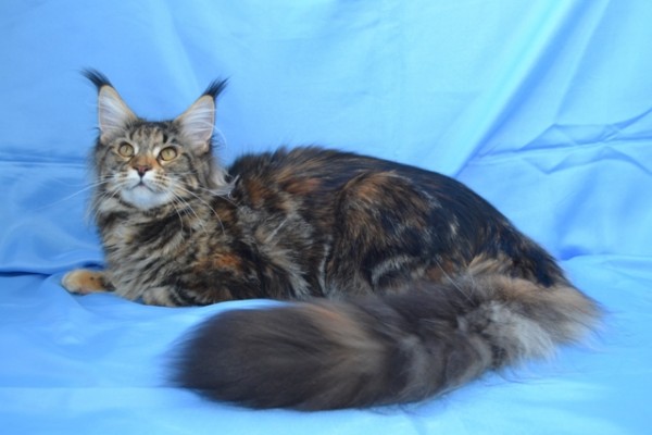maine_coon_8_4