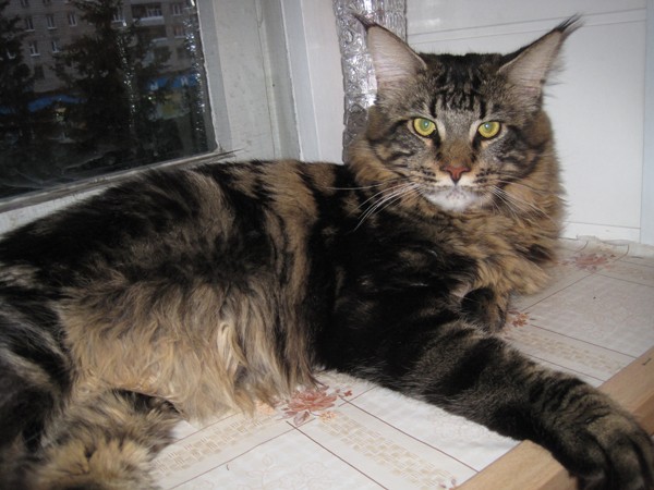 maine_coon_8_5