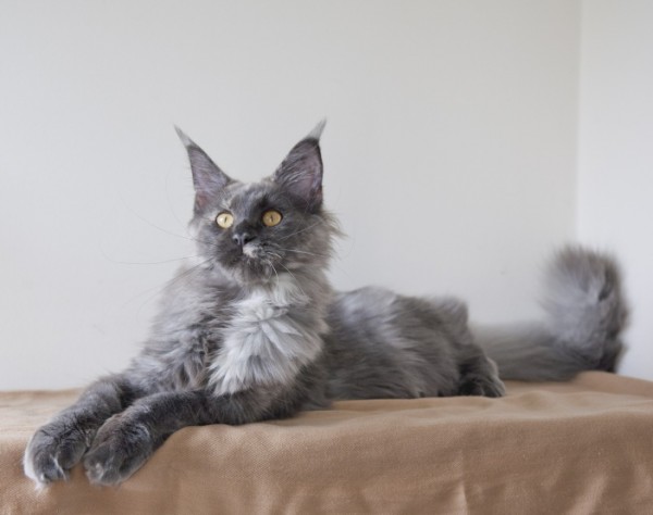 maine_coon_8_7