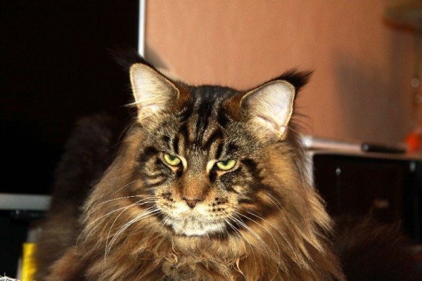 maine_coon_9_1