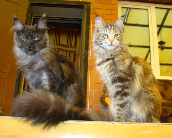 maine_coon_9_5