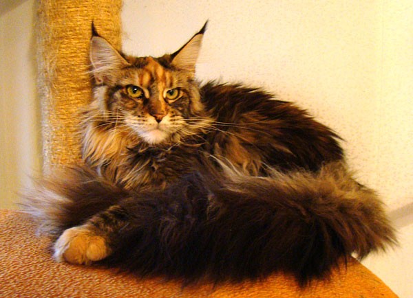 maine_coon_9_7
