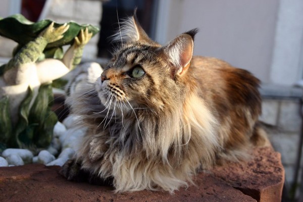 maine_coon_wallpapers_1