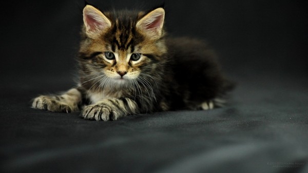 maine_coon_wallpapers_11
