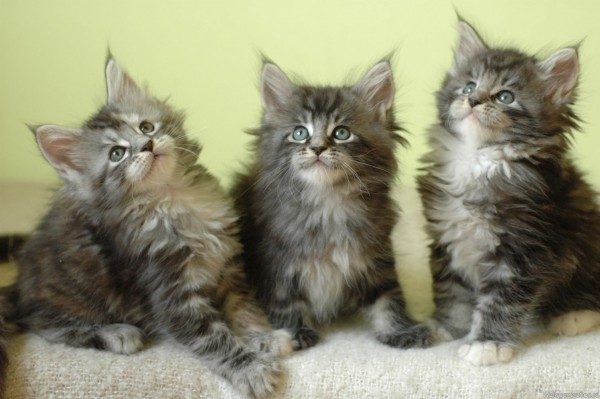 maine_coon_wallpapers_14