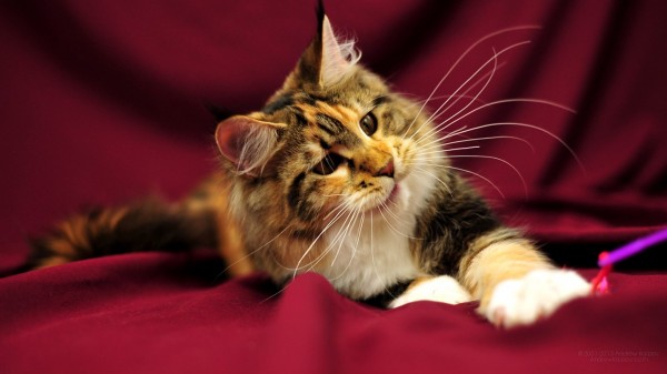 maine_coon_wallpapers_15