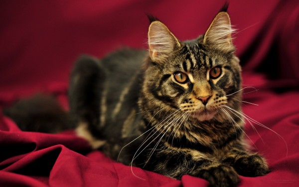 maine_coon_wallpapers_16